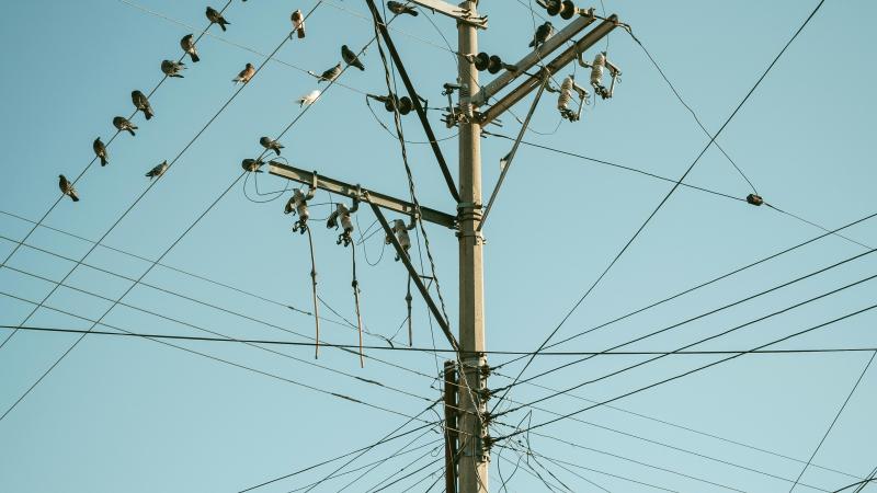 Oiseaux