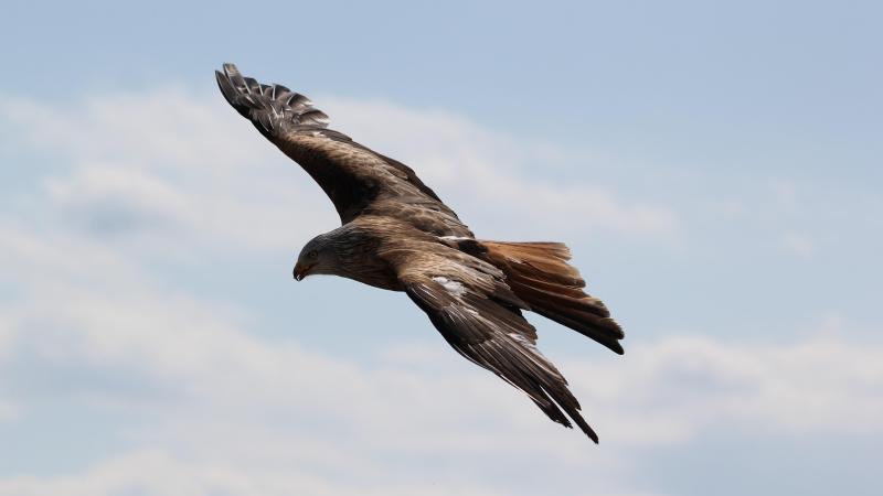 Aigle en vol